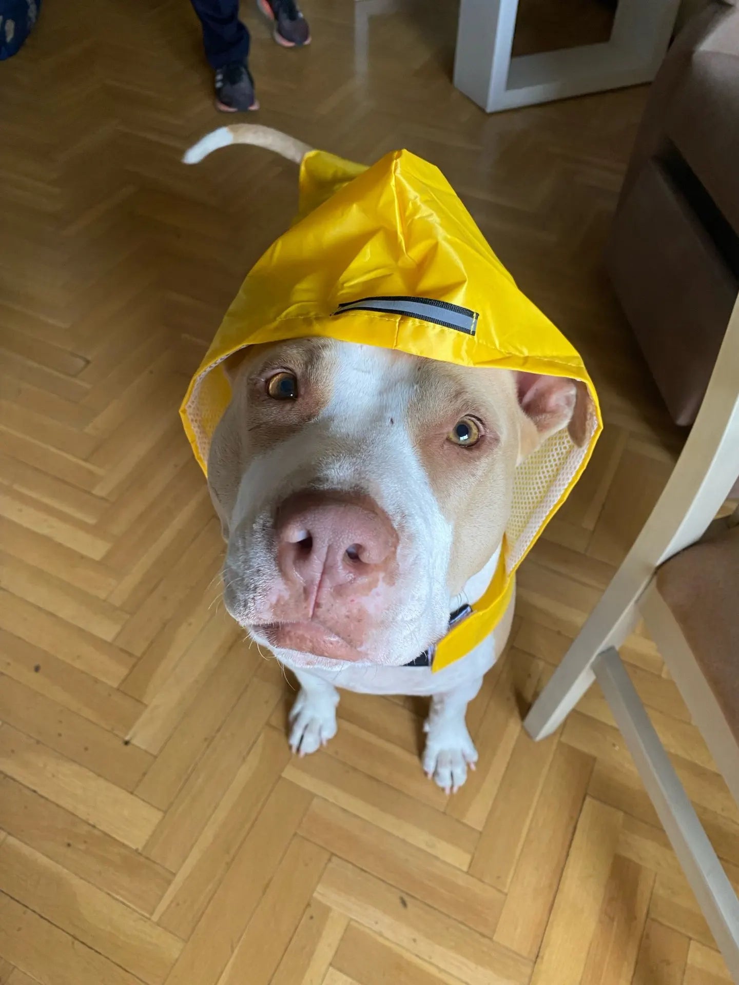 Puddle-Proof Pup Raincoat