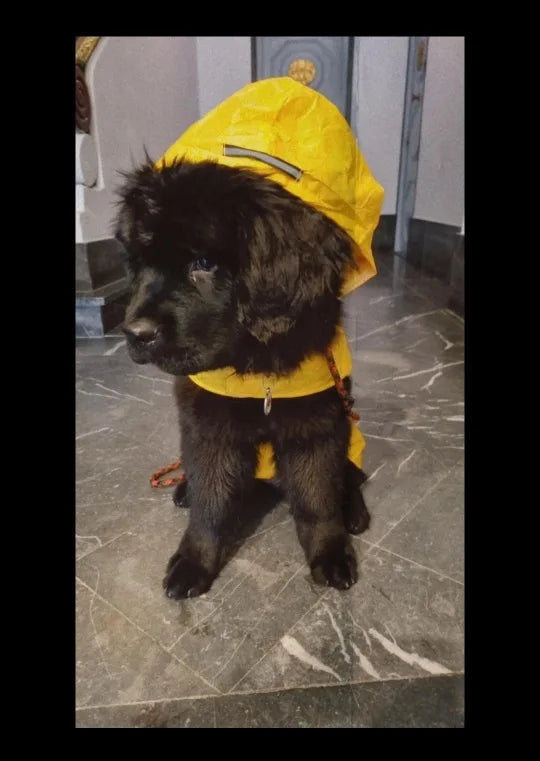 Puddle-Proof Pup Raincoat