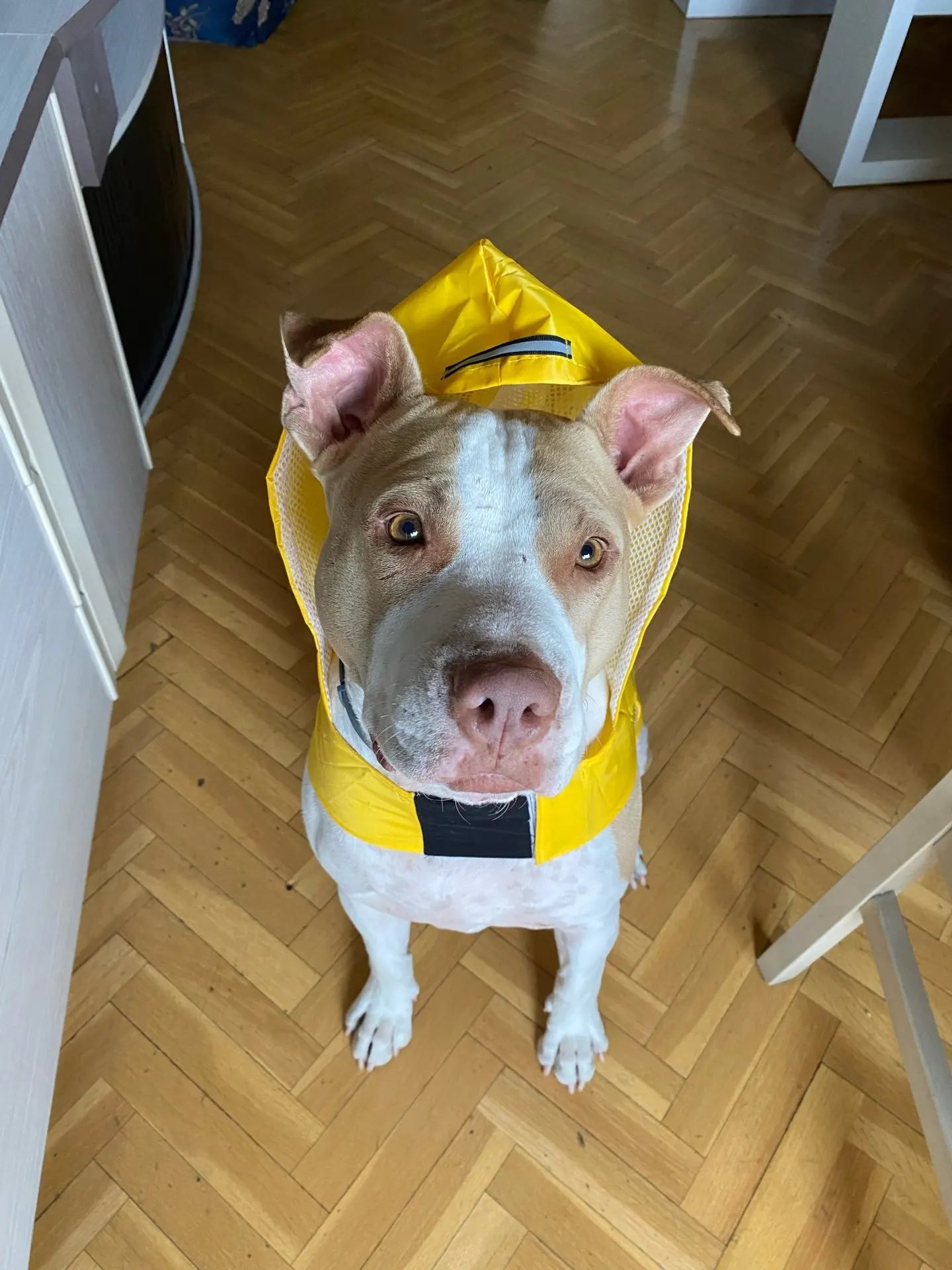 Puddle-Proof Pup Raincoat